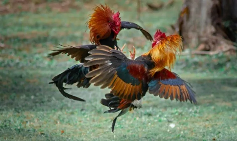 Đá Gà WS168 tại SA88